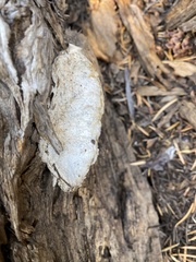 Spongiporus leucospongia