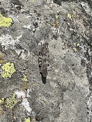 Trimerotropis verruculata