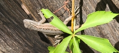 Sceloporus cowlesi