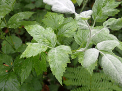 Podosphaera macularis