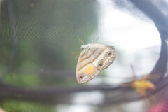 Cissia pseudoconfusa