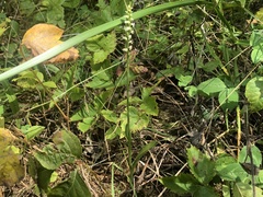 Spiranthes ovalis erostellata