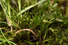 Calliergonella cuspidata