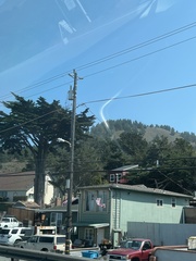 Cupressus macrocarpa