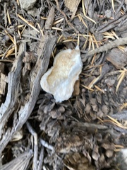 Spongiporus leucospongia