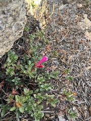Penstemon newberryi