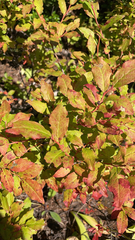 Vaccinium membranaceum