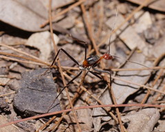 Leptomyrmex rufithorax