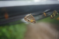 Cissia pseudoconfusa