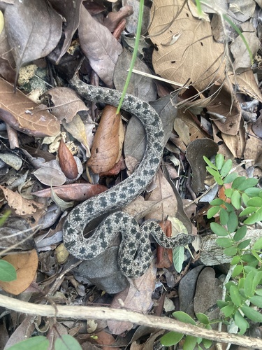 Ambergris Cay Dwarf Boa