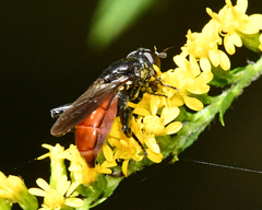 Chalcosyrphus piger