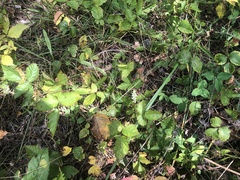 Spiranthes ovalis erostellata