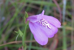 Justicia crassifolia