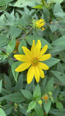 Helianthus
