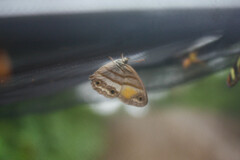 Cissia pseudoconfusa