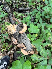 Hapalopilus rutilans