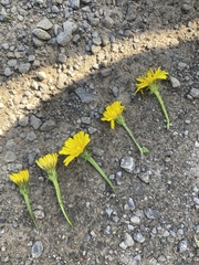 Taraxacum