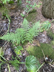 Athyrium