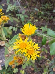 Microliabum polymnioides