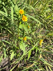 Bidens amplissima