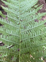 Athyrium