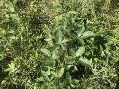 Rubus subsolanus