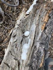 Spongiporus leucospongia