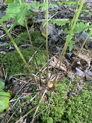 Athyrium