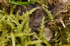 Brachythecium albicans