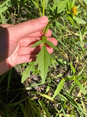 Bidens amplissima