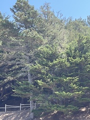 Cupressus macrocarpa