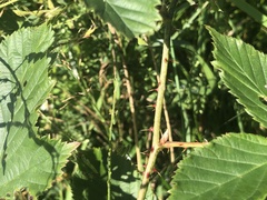 Rubus subsolanus