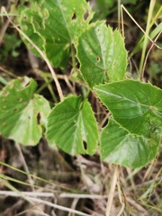 Cissus