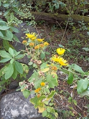 Microliabum polymnioides