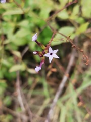 Plumbago pulchella