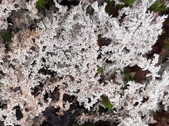 Stereocaulon saxatile