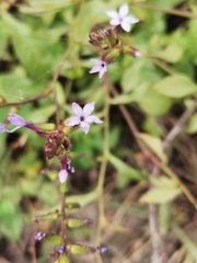Plumbago pulchella