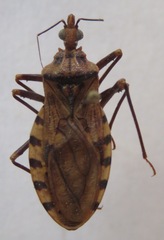 Panstrongylus geniculatus