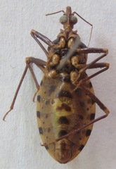 Panstrongylus geniculatus