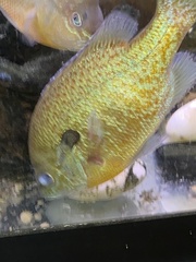 Lepomis