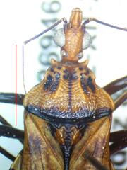 Panstrongylus geniculatus