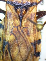 Panstrongylus geniculatus