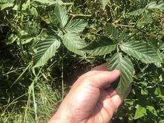 Rubus subsolanus