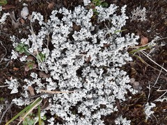 Stereocaulon saxatile