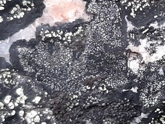 Rinodina