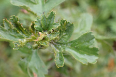 Dasineura crataegi