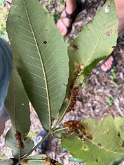 Caryomyia