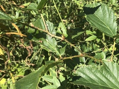 Rubus subsolanus