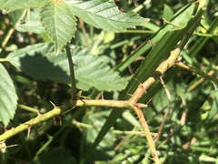 Rubus subsolanus
