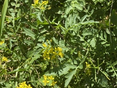 Rorippa